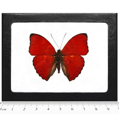 BicBugs Cymothoe sangaris Real Framed Butterfly RED Africa
