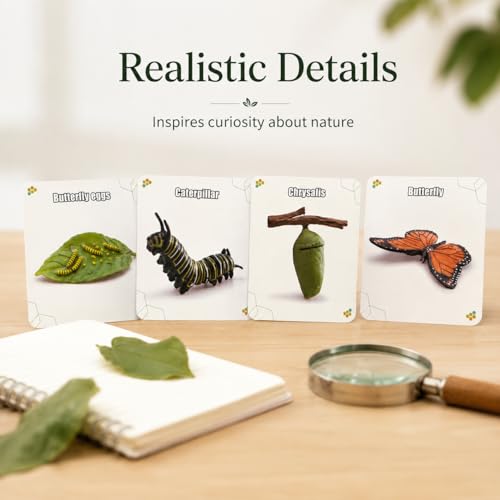Montessori Life Cycle Animal Figures with Flash Cards, Lifelike Animal Growth Cycle Biological Model Set (Butterfly) - style: Butterfly