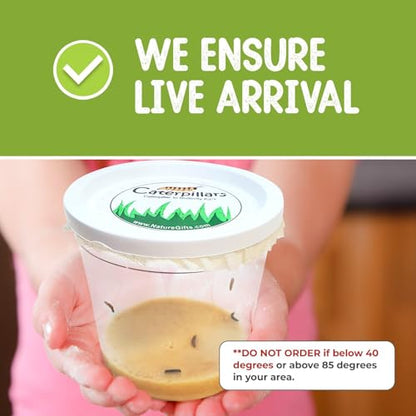 15 Live Caterpillars for Butterfly Kits, Painted Lady Refill with Food - style: 15 Live Caterpillars