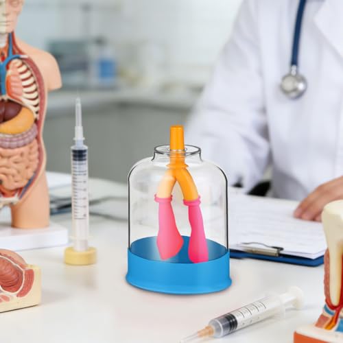 ULTECHNOVO Human Lung Breathing Model, Compact Anatomical Diaphragm Movement Demonstration Kit for School Science Classroom & Biology Lab, Educational Interactive Anatomy Learning Aid for Kids Student