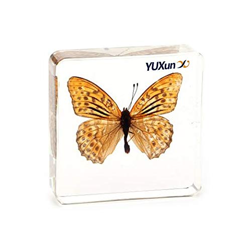Real Insect Butterfly Specimen Paperweight Animal Taxidermy Collection Display Sciecne Classroom Specimen for Science Education (Butterfly 10) - color: Butterfly 10