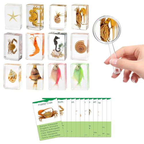 12Pcs Marine Specimen Set in Resin – Real Taxidermy Sea Creatures Collection with Magnifier for Marine Biology Decor, Display & Ocean Lovers Gift - color: 12 Pcs Ocean Theme