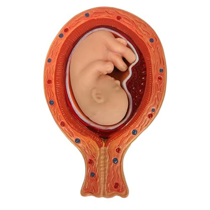 Axis Scientific Anatomy Model of Pregnancy Pelvis