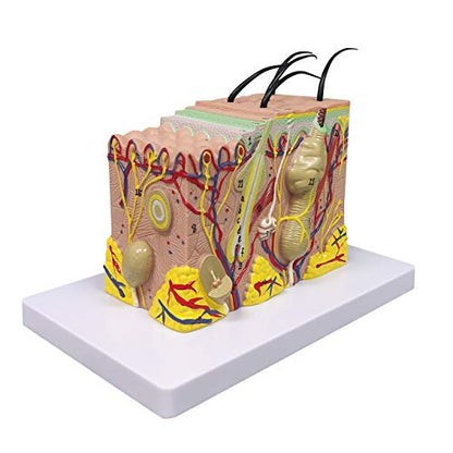 Ultrassist Skin Anatomy Model, 35X Teaching Display