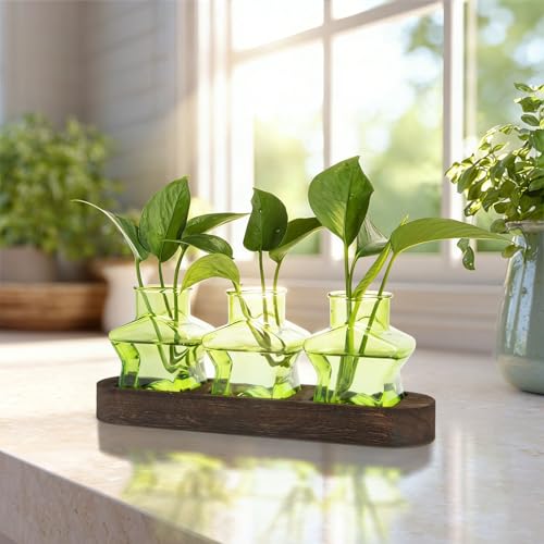 XXXFLOWER Plant Propagation Station with Wooden Stand 3 Green Star Jars - color: Green