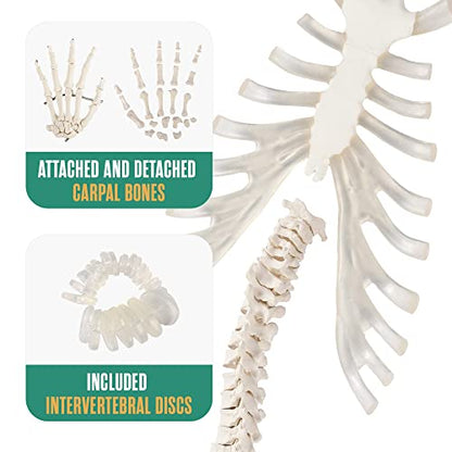 Disarticulated Human Skeleton, Human Skeleton Model for Anatomy, 62” Height