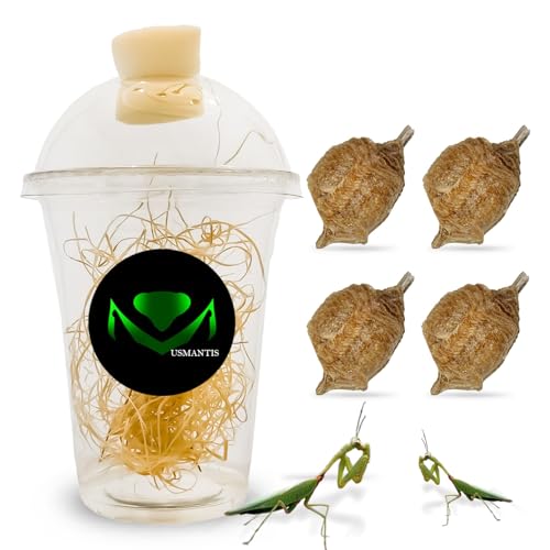 USMANTIS T Sinensis Praying Mantis Egg Cases Pack of 4 with Habitat Cup - size: Pack of 4