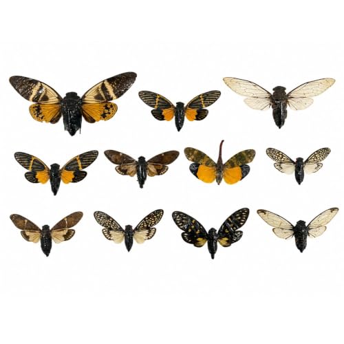 10 Real Mounted Insect Specimens Shadow Box Cicada Beetle Scorpion VESET7 - color: 10 Real Cicada