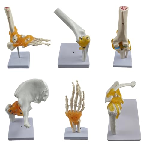 6-Piece Joint Models Set - Life-Size Human Joints Model with Ligaments, Anatomy Models for Shoulder, Knee, Hip, Elbow, Hand and Foot, Ideal for Medical Teaching, Lab Training and Patient Communication