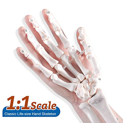 Hand Skeleton Model - Medical Human Finger Bone Anatomy Bendable Right Hand Skeleton with Articulated Joints Wrist Ulna and Radius