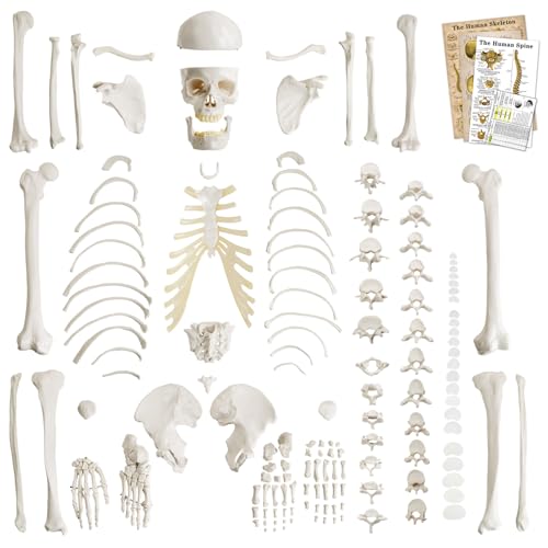 Life-Size 67" Unarticulated Human Skeleton Model