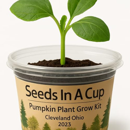 Seeds In A Cup® Pumpkin Grow Kit – Indoor Gardening Starter Set to Grow Mini Pumpkins, Fun Educational Gift for Kids & Adults, Quick Sprouting Greenhouse Planter