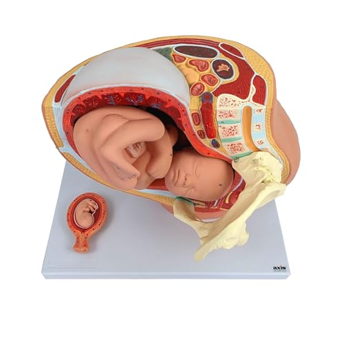 Axis Scientific Anatomy Model of Pregnancy Pelvis
