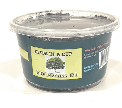 Seeds In A Cup- Tree Growing Kit- Japanese Maple