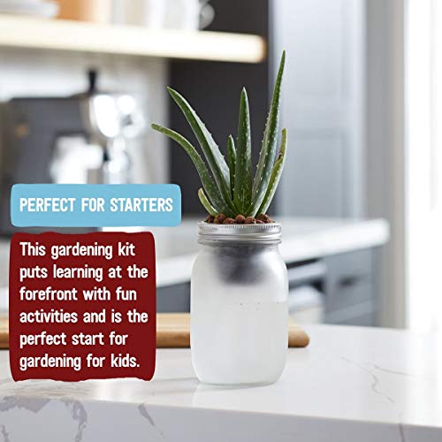 Back to the Roots Self Watering Grow Kit - Glass Hydroponic Planters for Succulents and Cacti Self-Watering System (Pack of 3) - size: 1 Count (Pack of 3), style: Self-Watering Succulent Kit