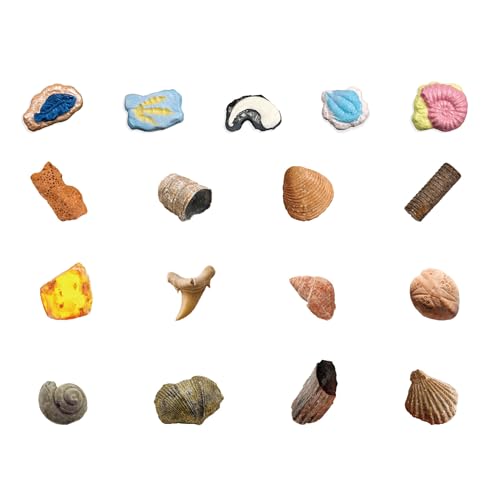 Fossil Dig Kit for Kids - 12 Unique Prehistoric Specimens