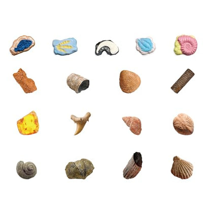 Fossil Dig Kit for Kids - 12 Unique Prehistoric Specimens