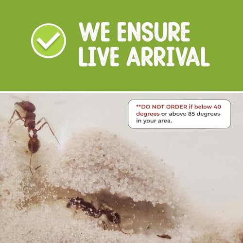 25 Live Ants for Ant Farms (1 Tube) with 10 oz Ant Farm Sand Refill - style: 25 Live Ants+Sand