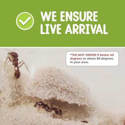 25 Live Ants for Ant Farms (1 Tube) with Ant Food Premium Custom Mix - style: 25 Live Ants+Food