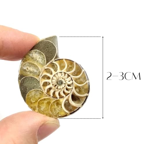 Authentic Ammonite Fossils with Collection Box & Magnifier, 2 pcs, Diameter 2-3cm - color: Ammonite