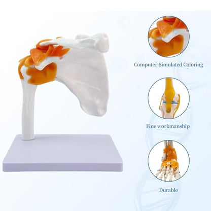 6-Piece Human Joint Anatomy Model Set, Life-Size Shoulder, Elbow, Hip, Knee, Hand and Foot Models for Basic Joint Structure and Movement Demonstration