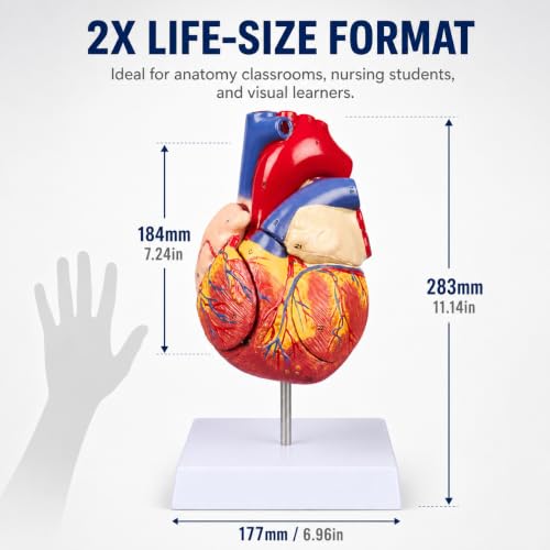 2X Enlarged Anatomical Heart Model, 4-Part, 49 Structures - size: 2X Enlarged 49 Anatomical Structures Model