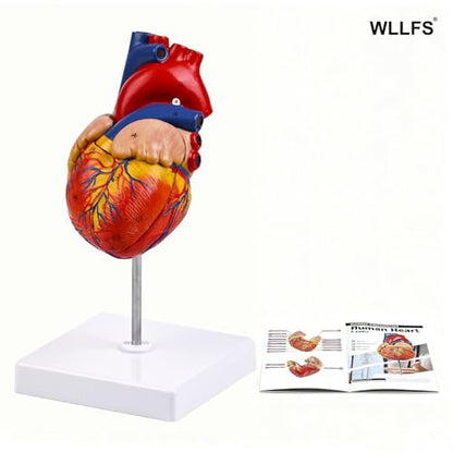 Life Size Human Heart Model, 2-Part Detachable Anatomical Heart Model with Magnets, Accurate Medical Anatomy Model for Classroom Teaching, Cardiology Study and Educational Display - size: Life Size
