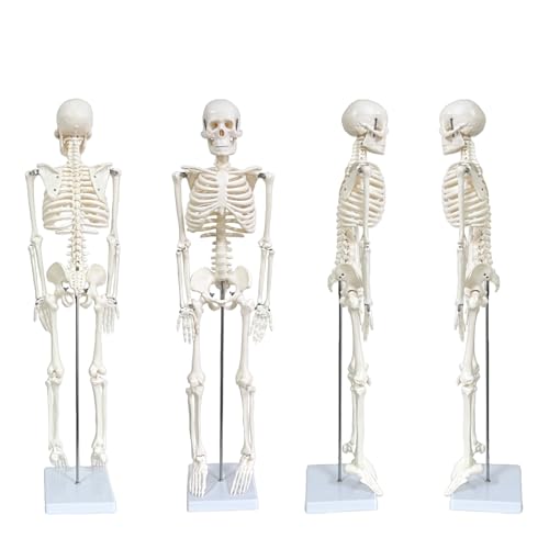 Human Skeleton Model for Anatomy, 33.4" Skeleton Model with Metal Stand
