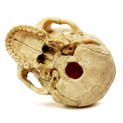 Anatomy Exploded Human Skull Model,Medical Model Dental Clinic