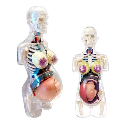 Detachable 4D Pregnant Woman Assembly Model Teaching for Pregnant Women