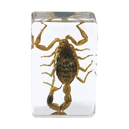 Celestron Real 3D Scorpion, Cicada, Orb-Weaver & Beetle Resin Specimen Set - size: CELESTRON 3D Bug Specimen KIT #4