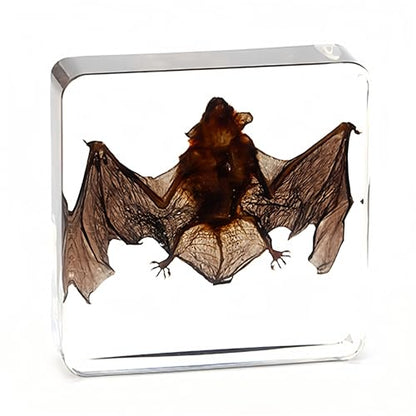 Bat Specimen, Real High Quality Resin Bat Specimen for Science Classroom Science Education, Biology, Collections, Animal Study Enthusiasts, Quirky Animal Skulls (Bat 3 x 3 x 1 inch) - color: Bat 3 x 3 x 1 inch