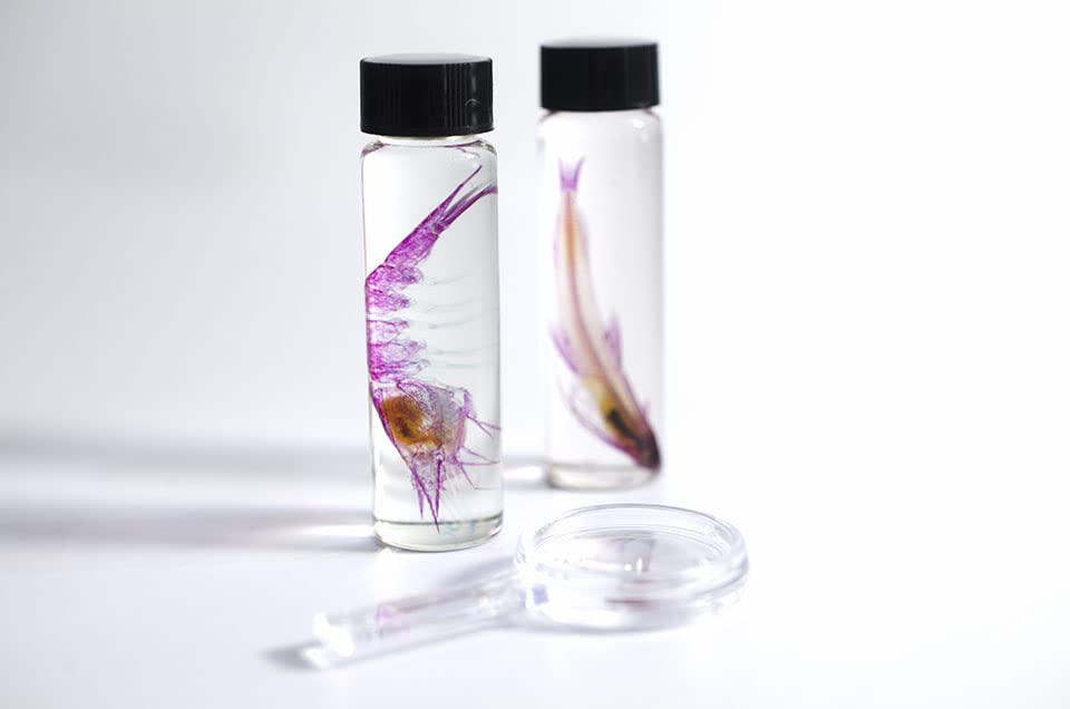 DIY Transparent Specimen Kit, Shrimp - style: DIY Kit, Shrimp