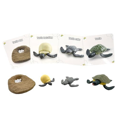 Montessori Life Cycle Animal Figures with Flash Cards, Lifelike Animal Growth Cycle Biological Model Set (Turtle) - style: Turtle