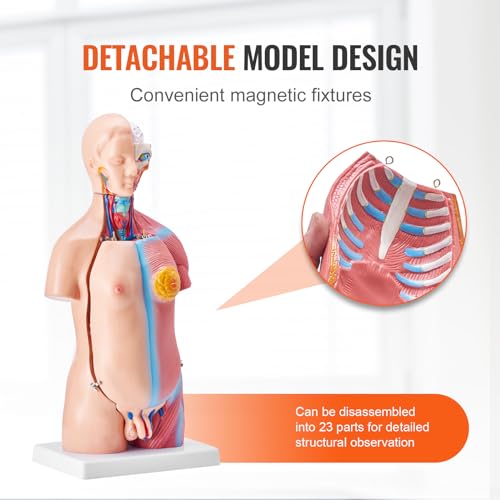 VEVOR Human Body Model, 23 Parts 18 inch, Human Torso Anatomy Model Unisex Anatomical Skeleton Model with Removable Organs, Educational Teaching Tool for Students Science Learning Education Display