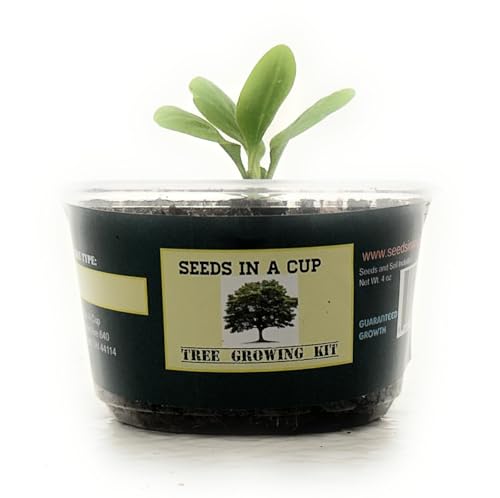 Tree Grow Kit | Easy to use | Educational | Memorial Gift | Plant It for The Planet | Grow Your Own Tree |Wide Selection to Choose from (Concord Grape) - style: Concord Grape