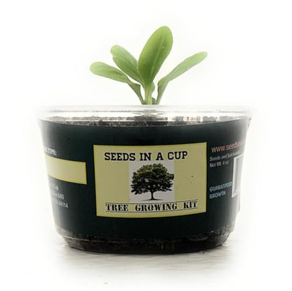 Tree Grow Kit | Easy to use | Educational | Memorial Gift | Plant It for The Planet | Grow Your Own Tree |Wide Selection to Choose from (Concord Grape) - style: Concord Grape