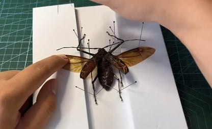 Making Insect Specimen Tools Kit, Insect Pins,Insect Pinning Board, Wings Pressing Paper,Tweezers, Scissors, Insect Display Case, Insect Collection for Bug Hobbyist/Biology Projects - size: Display Case Box Kit