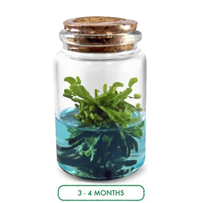 Venus Flytrap Kit, Live Venus Fly Trap Terrarium Included/DIY Beginner Friendly Starter Kit, Educational Growing Plant, Exotic Native