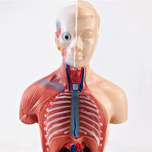 Plasdent superply Anatomy Model | 11inch Human Torso Body | Heart Brain Skeleton | Medical School Educational Tool