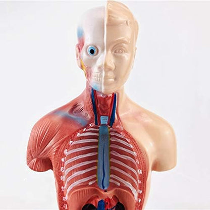 Plasdent superply Anatomy Model | 11inch Human Torso Body | Heart Brain Skeleton | Medical School Educational Tool