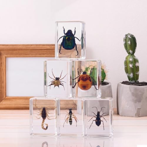 CroBlissful 6 Pcs Insect in Resin Specimen Bugs Collection Paperweights Bugs in Resin Bug Collection Kit for Kids Scientific Educational Toy Classroom Display Supplies