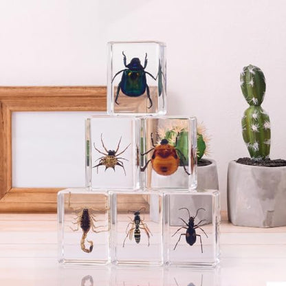 CroBlissful 6 Pcs Insect in Resin Specimen Bugs Collection Paperweights Bugs in Resin Bug Collection Kit for Kids Scientific Educational Toy Classroom Display Supplies