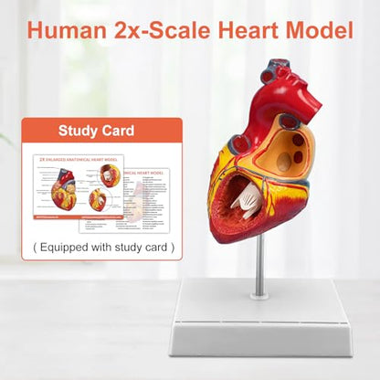 JNMFTD 2X Enlarged Anatomical Heart Model,4-Part Removable Human Heart Model with Ventricles Atria Valves Veins Artery Magnetic Assembly Colorful Number Guide for Science Classroom Cardiology Study - size: 2X Enlarged