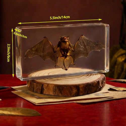Bat Specimen,Resin Taxidermy Animal Specimens,Framed Bat Decoration for Educational Displays,Taxidermy Enthusiasts, Oddities Collectors,Science Education (5.5”×2.4“×1”) - size: 5.5”×2.4“×1”