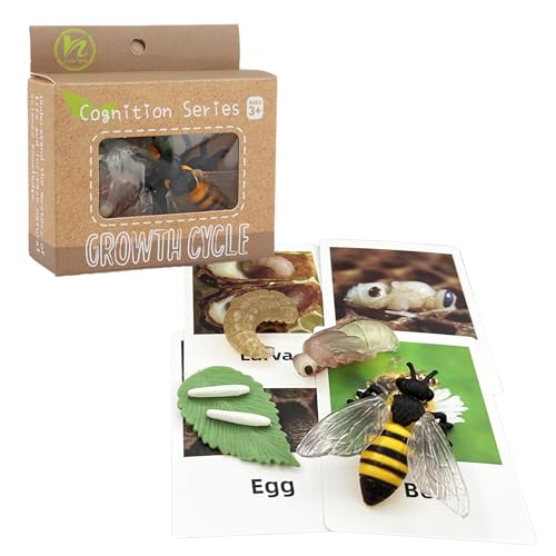 Mbrain 4pcs Bee Growth Cycle with Flash Cards,Life Cycle Learning & Education Toys,Montessori Toys,Gift for Girl & Boy for 3 4 5 6 7 Year Old (Bee) - color: Bee