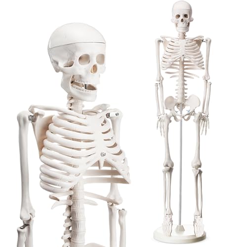 Briwooody Human Skeleton Model for Anatomy 33.4'' Model Half Size Human Skeleton with Base Movable Arms and Legs for Students and Teachers