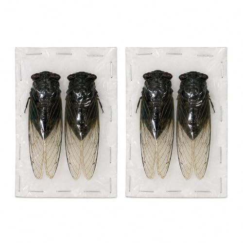 4 Real Cicada Specimens Open Wings Unmounted Taxidermy VE102X4-UPCANH - color: 4 Beetle #102 Folded Wings