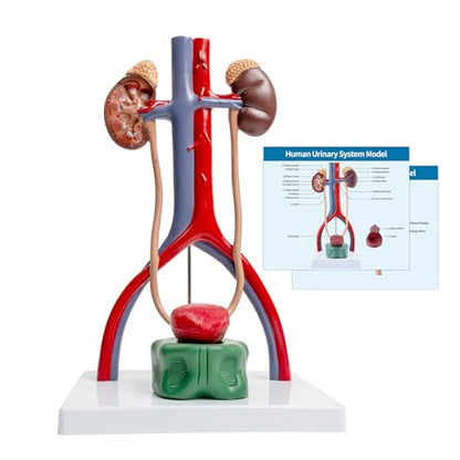 Male Urinary System Anatomy Model, Human Life Size Removable Bladder Kidneys Ureters and Adrenal Glands with Product Manual Card and PVC Base Labeled Numbered for Medical Education Study