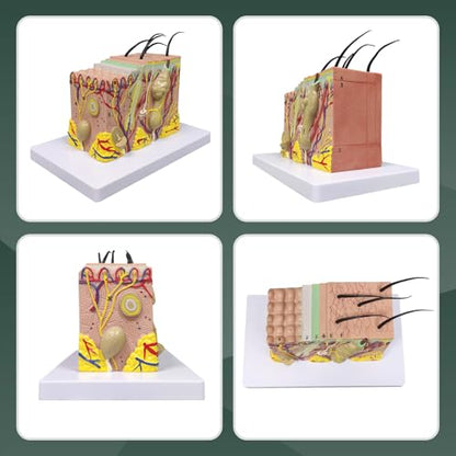 Ultrassist Skin Anatomy Model, 35X Teaching Display